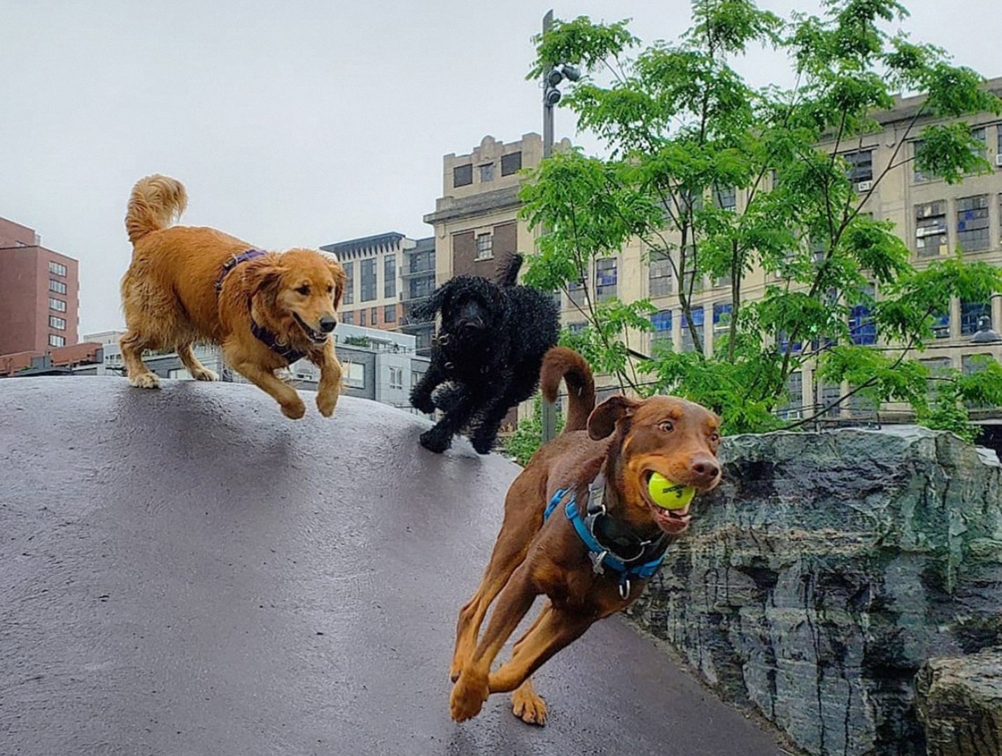 Dogs playing in Hoboken park